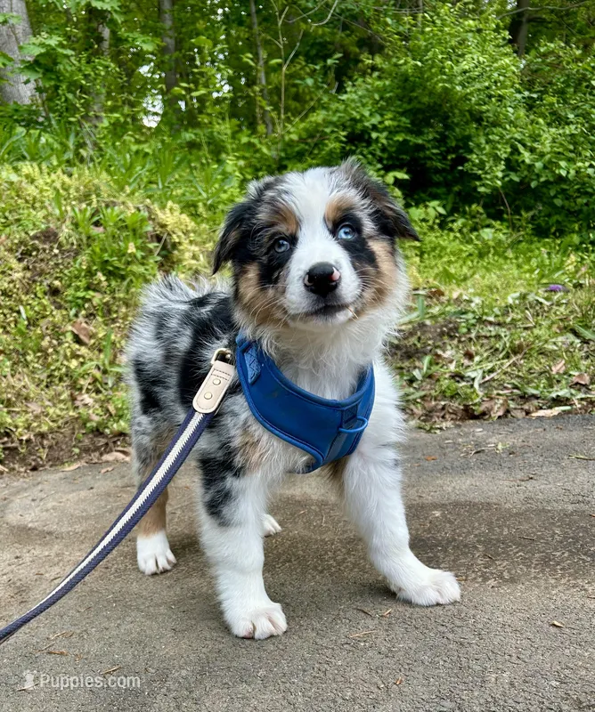 Diego – Australian Shepherd puppy for sale in Landenberg, PA
