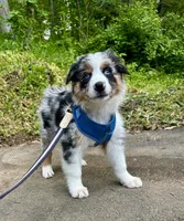 Diego, a male Australian Shepherd for sale in Landenberg, PA – 1 of 10