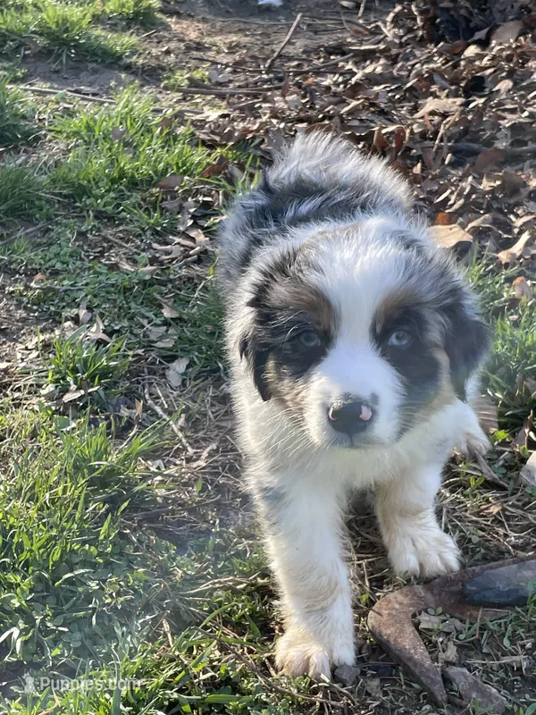 Diego – Australian Shepherd puppy for sale in Landenberg, PA