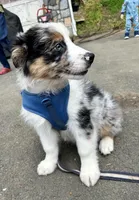 Diego, a male Australian Shepherd for sale in Landenberg, PA – 6 of 10