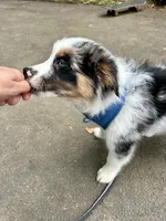 Diego, a male Australian Shepherd for sale in Landenberg, PA – 9 of 10