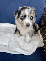 Diego, a male Australian Shepherd for sale in Landenberg, PA – Photo 3 of 6