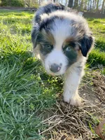 Diego, a male Australian Shepherd for sale in Landenberg, PA – 3 of 10