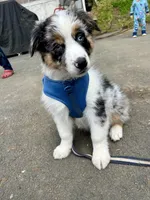 Diego, a male Australian Shepherd for sale in Landenberg, PA – 7 of 10