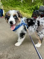 Diego, a male Australian Shepherd for sale in Landenberg, PA – 10 of 10