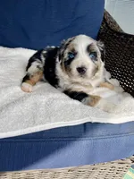 Diego, a male Australian Shepherd for sale in Landenberg, PA – Photo 6 of 6