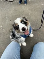 Diego, a male Australian Shepherd for sale in Landenberg, PA – 8 of 10