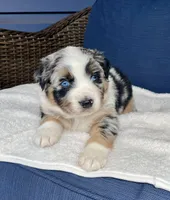 Diego, a male Australian Shepherd for sale in Landenberg, PA – Photo 2 of 6