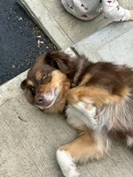 Coco, a female Australian Shepherd for sale in Landenberg, PA – 2 of 3