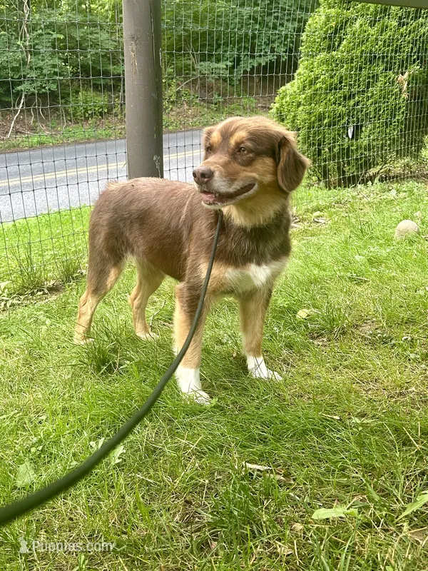 Coco – Australian Shepherd puppy for sale in Landenberg, PA