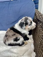 Ellie, a female Australian Shepherd for sale in Landenberg, PA – Photo 4 of 6