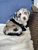 Ellie, a female Australian Shepherd for sale in Landenberg, PA – Photo 5 of 6