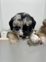 Ellie, a female Australian Shepherd for sale in Landenberg, PA – Photo 2 of 6