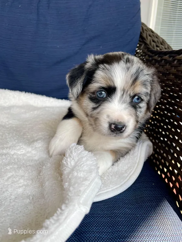 Ellie – Australian Shepherd puppy for sale in Landenberg, PA