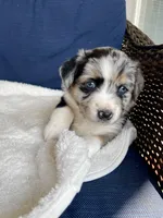 Ellie, a female Australian Shepherd for sale in Landenberg, PA – Photo 1 of 6