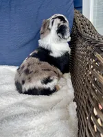 Ellie, a female Australian Shepherd for sale in Landenberg, PA – Photo 6 of 6