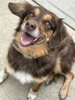 Coco, a female Australian Shepherd for sale in Landenberg, PA – 1 of 3