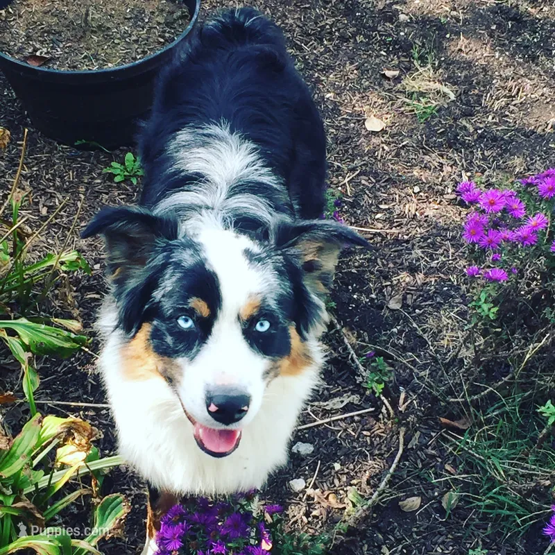 Bear – Australian Shepherd puppy for sale in Landenberg, PA