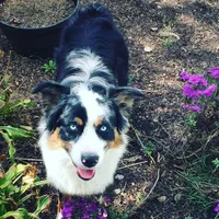 Bear, a male Australian Shepherd for sale in Landenberg, PA – 1 of 4