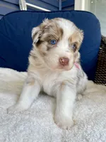 Peaches, a female Australian Shepherd for sale in Landenberg, PA – Photo 2 of 7