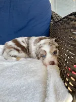 Peaches, a female Australian Shepherd for sale in Landenberg, PA – Photo 5 of 7