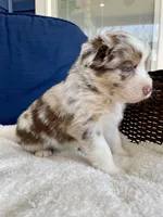 Peaches, a female Australian Shepherd for sale in Landenberg, PA – Photo 3 of 7