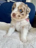 Peaches, a female Australian Shepherd for sale in Landenberg, PA – Photo 4 of 7