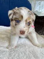 Peaches, a female Australian Shepherd for sale in Landenberg, PA – Photo 7 of 7
