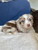Peaches, a female Australian Shepherd for sale in Landenberg, PA – Photo 6 of 7