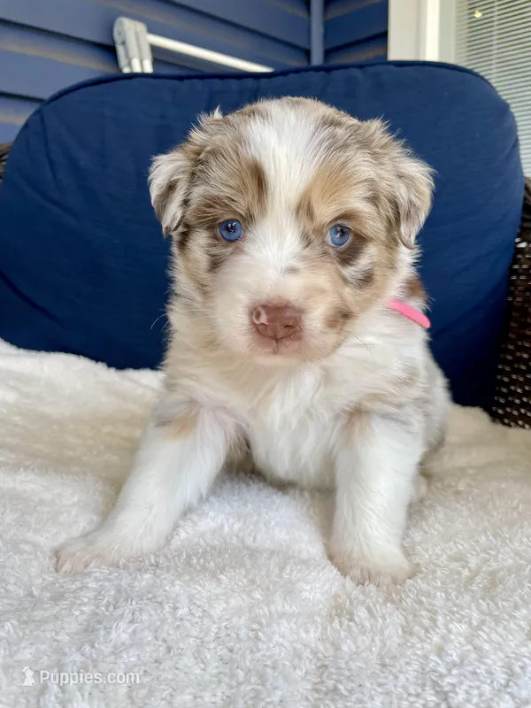 Peaches – Australian Shepherd puppy for sale in Landenberg, PA