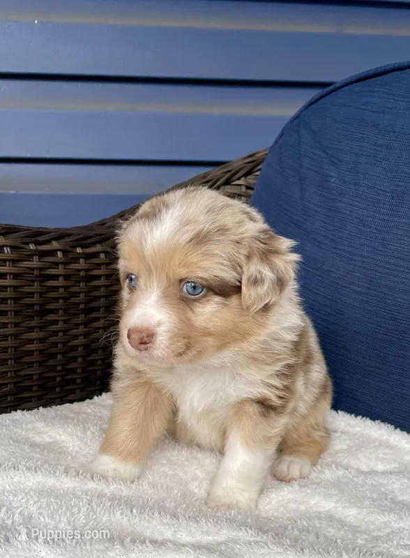 Precious – Australian Shepherd puppy for sale in Landenberg, PA