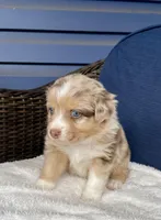 Precious, a female Australian Shepherd for sale in Landenberg, PA – Photo 1 of 9
