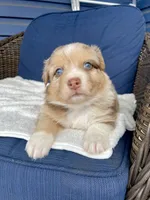 Precious, a female Australian Shepherd for sale in Landenberg, PA – Photo 6 of 9