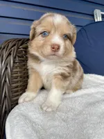 Precious, a female Australian Shepherd for sale in Landenberg, PA – Photo 4 of 9