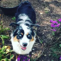 Precious, a female Australian Shepherd for sale in Landenberg, PA – Photo 8 of 9