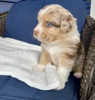 Precious, a female Australian Shepherd for sale in Landenberg, PA – Photo 5 of 9