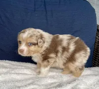 Precious, a female Australian Shepherd for sale in Landenberg, PA – Photo 2 of 9