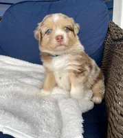 Precious, a female Australian Shepherd for sale in Landenberg, PA – Photo 3 of 9