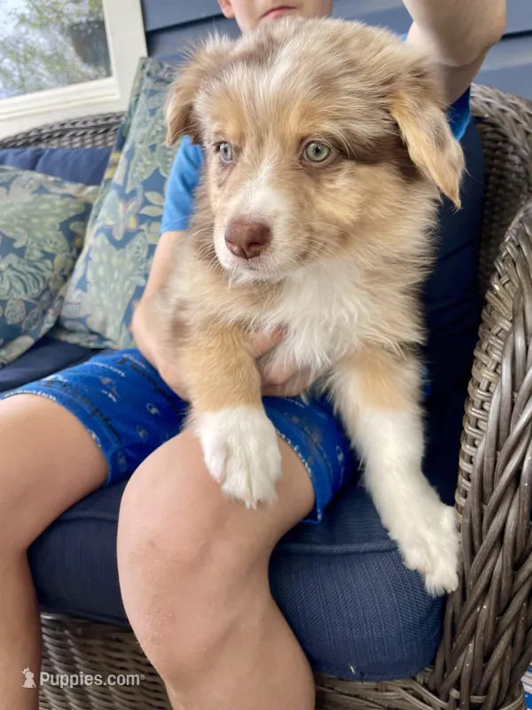 Precious – Australian Shepherd puppy for sale in Landenberg, PA