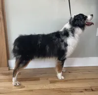 Bear, a male Australian Shepherd for sale in Landenberg, PA – 3 of 4
