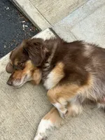 Coco, a female Australian Shepherd for sale in Landenberg, PA – 3 of 3