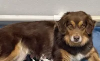 Coco, a female Australian Shepherd for sale in Landenberg, PA – 4 of 4