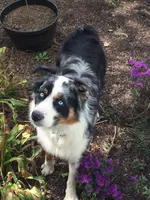 Bear, a male Australian Shepherd for sale in Landenberg, PA – 2 of 4