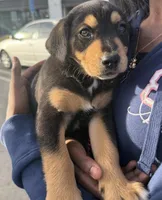 Power, a male Australian Shepherd and Rottweiler for sale in Los Angeles, CA – Photo 2 of 5
