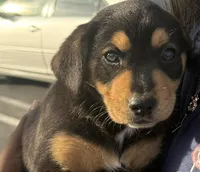 Power, a male Australian Shepherd and Rottweiler for sale in Los Angeles, CA – Photo 1 of 5
