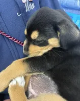 Power, a male Australian Shepherd and Rottweiler for sale in Los Angeles, CA – Photo 5 of 5