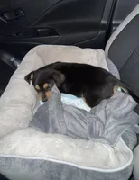 Power, a male Australian Shepherd and Rottweiler for sale in Los Angeles, CA – Photo 3 of 5