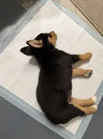 Power, a male Australian Shepherd and Rottweiler for sale in Los Angeles, CA – Photo 4 of 5