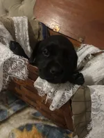Violet purple collar girl, a female Labrador Retriever for sale in Cottageville, SC – 10 of 10