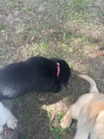 Gauge black boy orange collar , a male Labrador Retriever for sale in Cottageville, SC – 6 of 10
